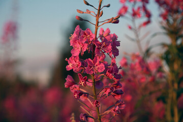 flowers in the garden