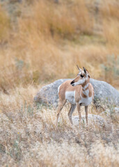 Vertical pronghorn antilope on plains in Yellowstone National Park