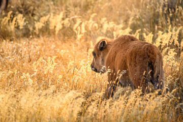 Baby calf bison during golden hours sunset surrounded by yellow grass in field