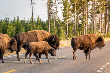 Herd of bison blocking road in Yellowstone National Park