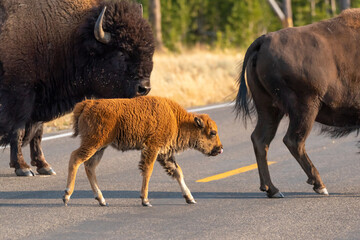 Bison calf crossing road with mother in Yellowstone National Park