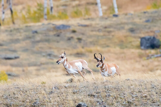 Pronghorn Rut In Fall In Yellowstone National Park