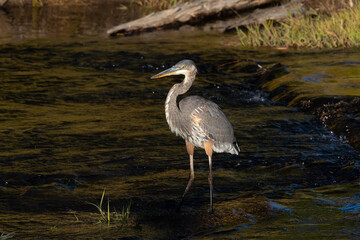Great Blue Heron with dark background in Firehole River in Old Faithful area in Yellowstone National Park