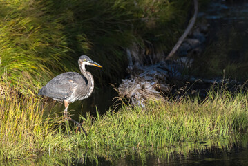 Great Blue Heron with dark background in Firehole River in Old Faithful area in Yellowstone National Park
