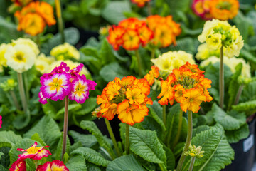 garden centre