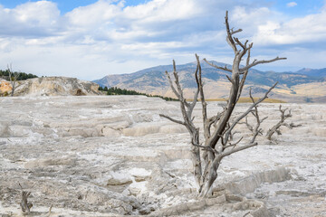 Lonely dead tree in Mammoth Hot Springs in Yellowstone National Park