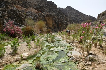 Dana Biosphere Reserve in Jordan. Amazing scenery in Wadi Ghuweir Canyon with river and blooming...