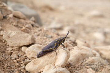 Poekilocerus bufonius - venomous large grasshopper, eats poisonous plants, from which it produces its venom, met in extreme deserts of Middle East and Africa, found in Dana, Jordan.