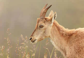 Alpensteinbock (Capra ibex) oder Gemeiner Steinbock