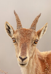 Alpensteinbock (Capra ibex) oder Gemeiner Steinbock