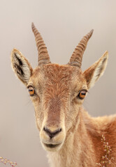 Alpensteinbock (Capra ibex) oder Gemeiner Steinbock