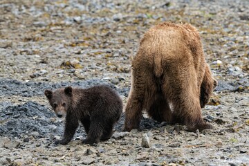 Kleiner Grizzlybär in der nähe seiner Mutter, welche drei Jahre für ihn sorgen wird