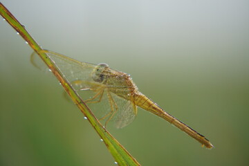 close up of a dragonfly on a leaf