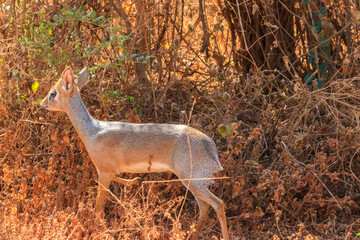 Kirk's dik-dik (Madoqua kirkii) in Lake Manyara national park, Tanzania