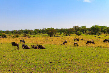 Herd of blue wildebeest (Connochaetes taurinus) in savannah in Serengeti national park in Tanzania....