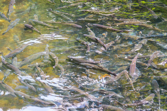 Artificial pond with fish on a trout farm