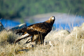 golden eagle in the mountains of Avila. Avila.Spain