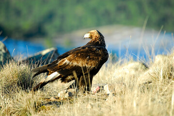 golden eagle in the mountains of Avila. Avila.Spain