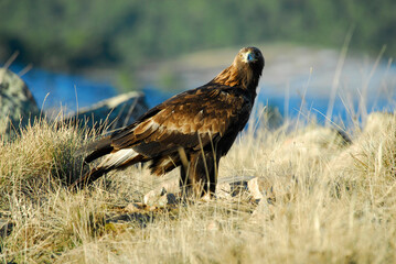 golden eagle in the mountains of Avila. Avila.Spain