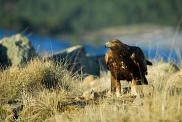 golden eagle in the mountains of Avila. Avila.Spain