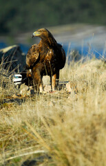 golden eagle in the mountains of Avila. Avila.Spain