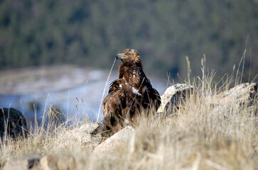 golden eagle in the mountains of Avila. Avila.Spain