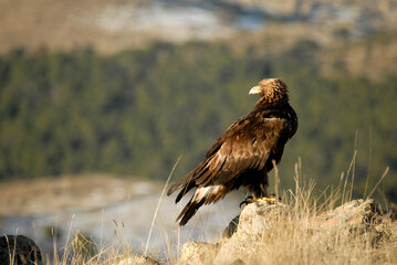 golden eagle in the mountains of Avila. Avila.Spain
