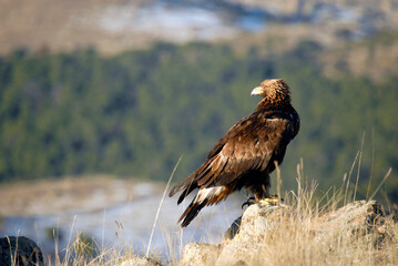 golden eagle in the mountains of Avila. Avila.Spain