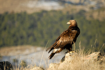golden eagle in the mountains of Avila. Avila.Spain