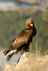 golden eagle in the mountains of Avila. Avila.Spain