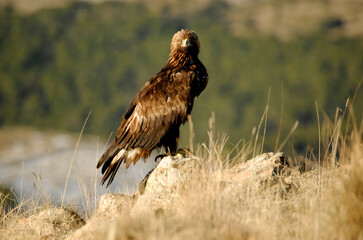golden eagle in the mountains of Avila. Avila.Spain