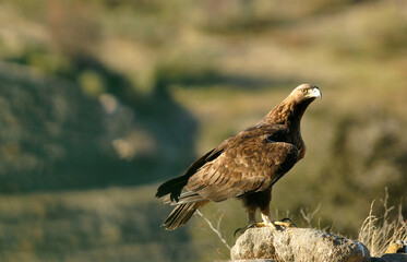golden eagle in the mountains of Avila. Avila.Spain