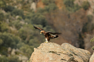 golden eagle in the mountains of Avila. Avila.Spain