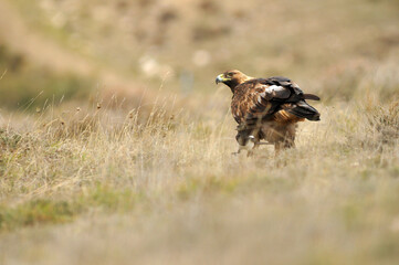 golden eagle in the mountains of Avila. Avila.Spain