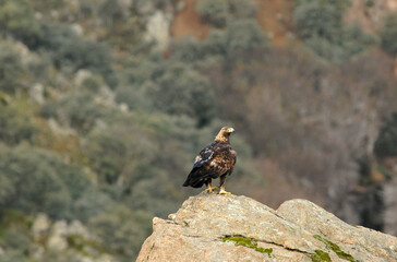 golden eagle in the mountains of Avila. Avila.Spain
