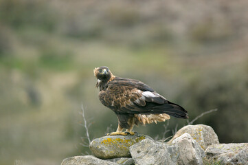 golden eagle in the mountains of Avila. Avila.Spain