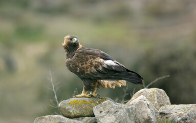 golden eagle in the mountains of Avila. Avila.Spain