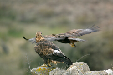 golden eagle in the mountains of Avila. Avila.Spain