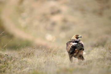 golden eagle in the mountains of Avila. Avila.Spain