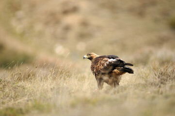 golden eagle in the mountains of Avila. Avila.Spain