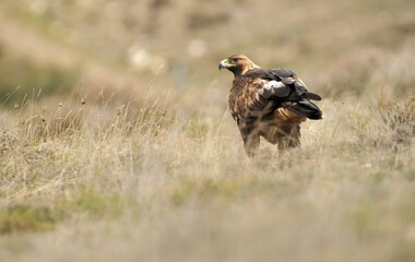 golden eagle in the mountains of Avila. Avila.Spain
