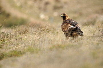 golden eagle in the mountains of Avila. Avila.Spain