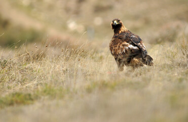 golden eagle in the mountains of Avila. Avila.Spain