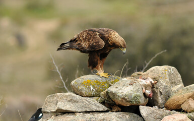 golden eagle in the mountains of Avila. Avila.Spain