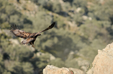 golden eagle in the mountains of Avila. Avila.Spain