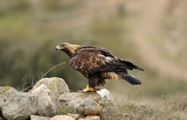 golden eagle in the mountains of Avila. Avila.Spain
