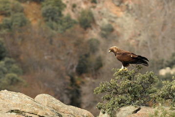 golden eagle in the mountains of Avila. Avila.Spain