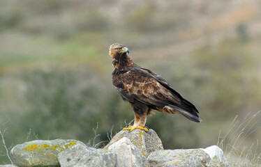 Fototapeta premium golden eagle in the mountains of Avila. Avila.Spain