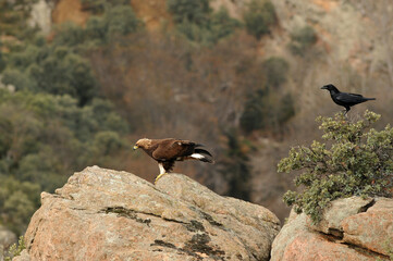 golden eagle in the mountains of Avila. Avila.Spain
