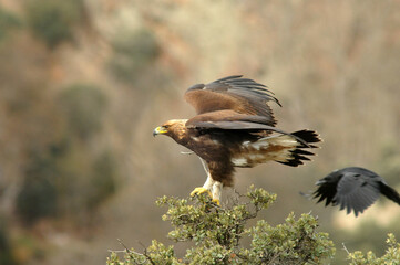 golden eagle in the mountains of Avila. Avila.Spain